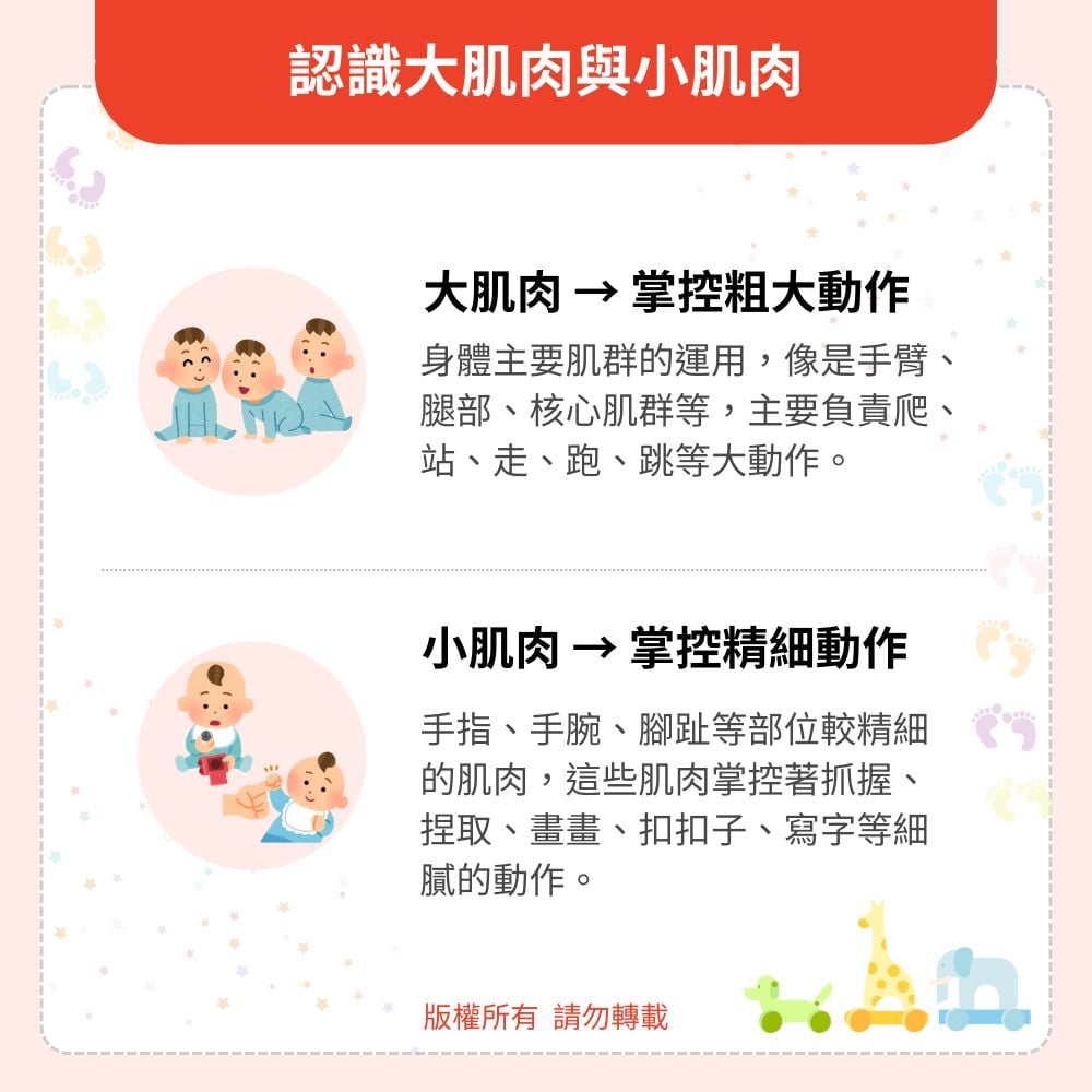 認識大肌肉與小肌肉